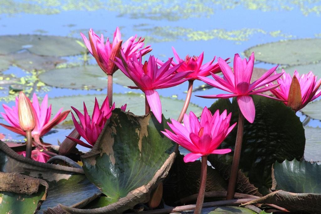 My Parents Guesthouse Kampot Esterno foto