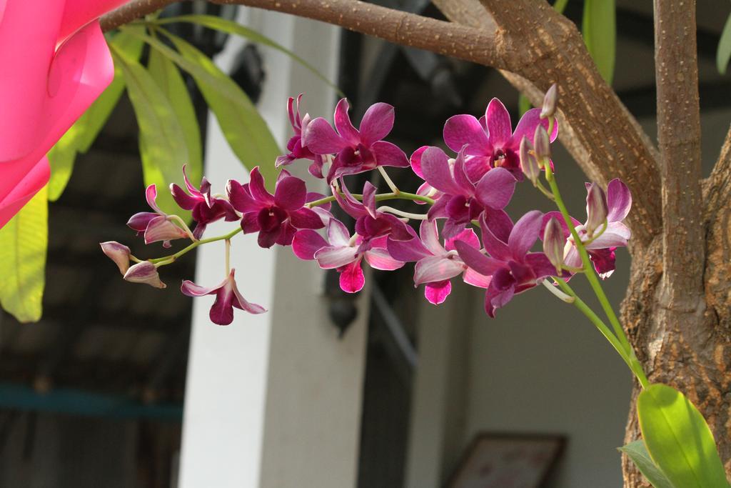 My Parents Guesthouse Kampot Esterno foto